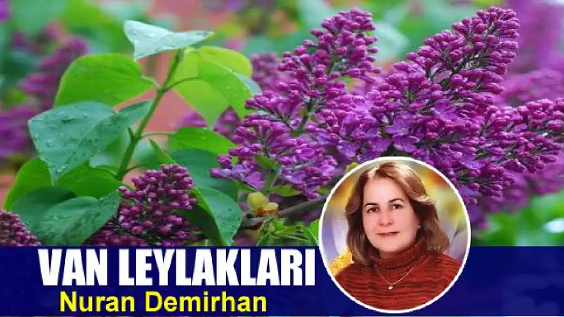 Van Leylakları