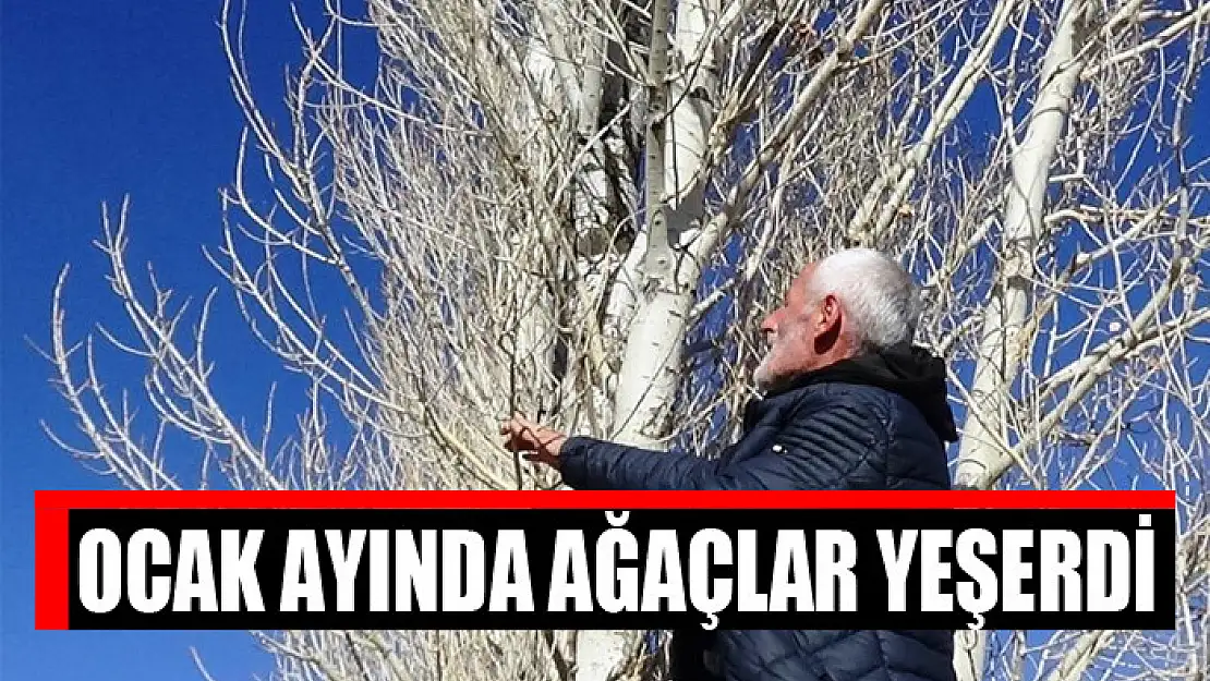 Ocak ayında ağaçlar yeşerdi