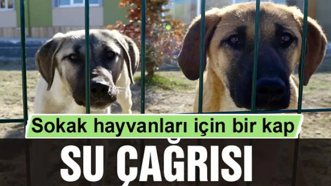 Sokak hayvanları için bir kap su çağrısı