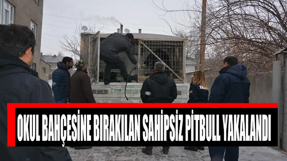 Okul bahçesine bırakılan sahipsiz pitbull yakalandı