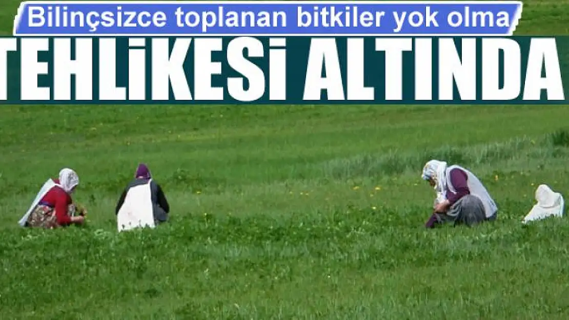 Bilinçsizce toplanan bitkiler yok olma tehlikesi altında