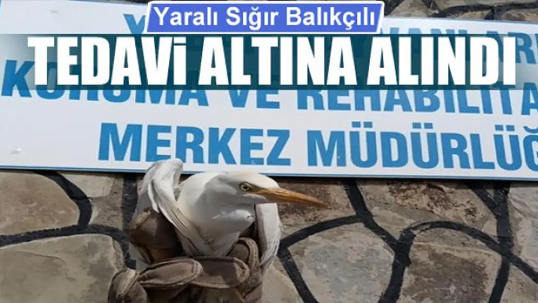 Yaralı Sığır Balıkçılı tedavi altına alındı