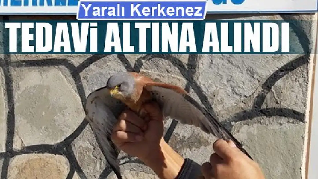 Yaralı Kerkenez tedavi altına alındı