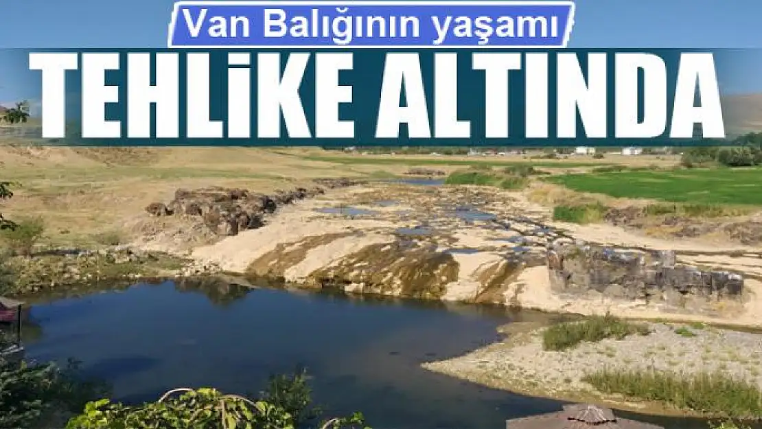 Van Balığının yaşamı tehlike altında