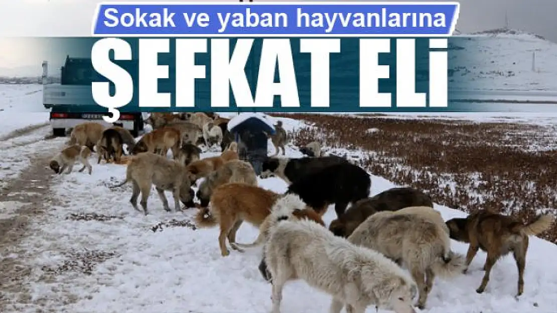 Sokak ve yaban hayvanlarına şefkat eli