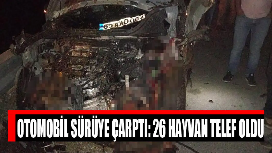 Otomobil sürüye çarptı: 26 hayvan telef oldu