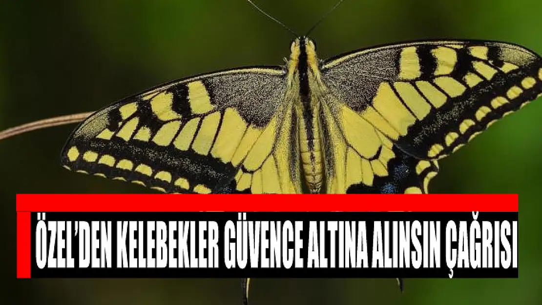 ÖZEL'DEN KELEBEKLER GÜVENCE ALTINA ALINSIN ÇAĞRISI