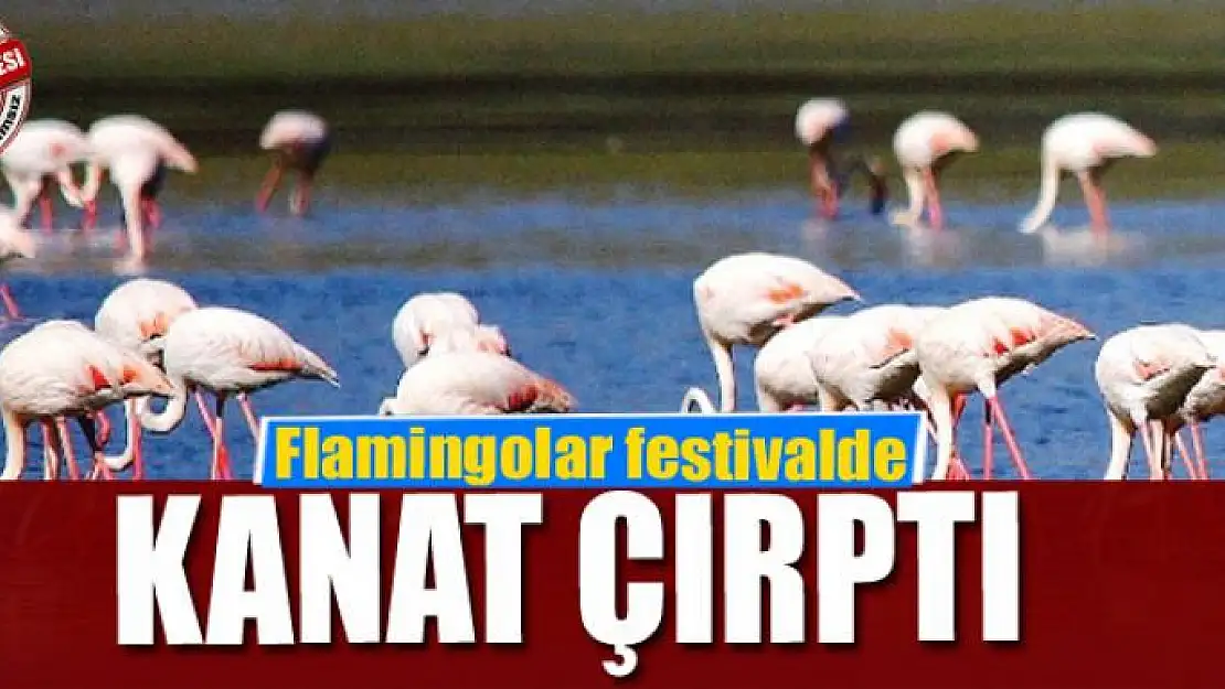 Flamingolar festivalde kanat çırptı