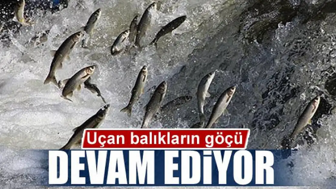 Uçan balıkların göçü devam ediyor 