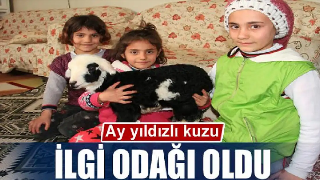 Ay yıldızlı kuzu ilgi odağı oldu