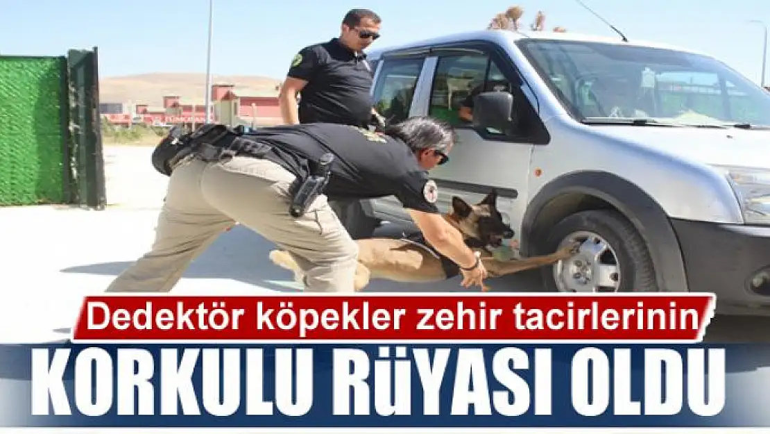 Dedektör köpekler zehir tacirlerinin korkulu rüyası oldu