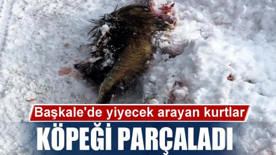 Başkale'de yiyecek arayan kurtlar köpeği parçaladı