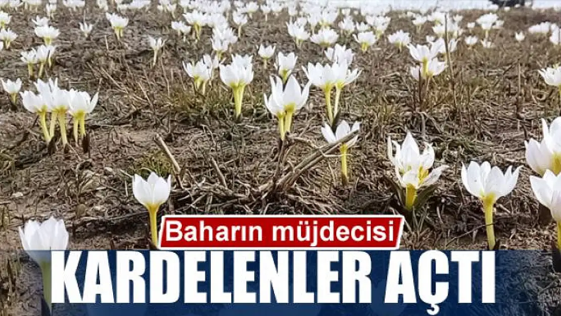 Baharın müjdecisi kardelenler açtı