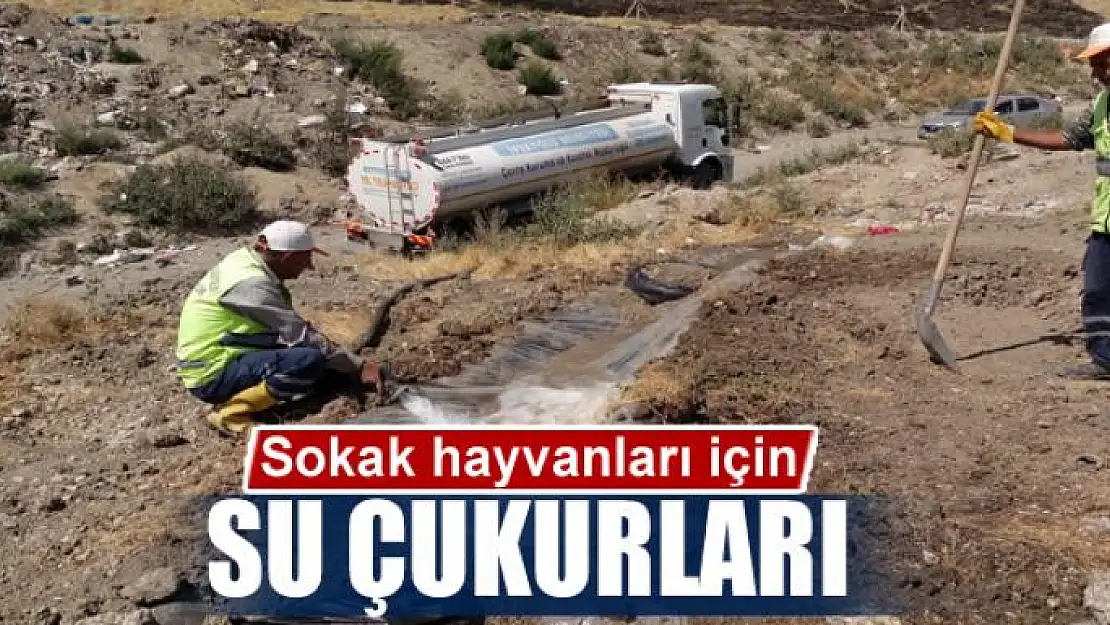 Sokak hayvanları için su çukurları