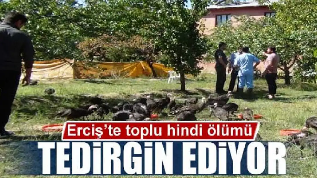 Erciş'te toplu hindi ölümü tedirgin ediyor