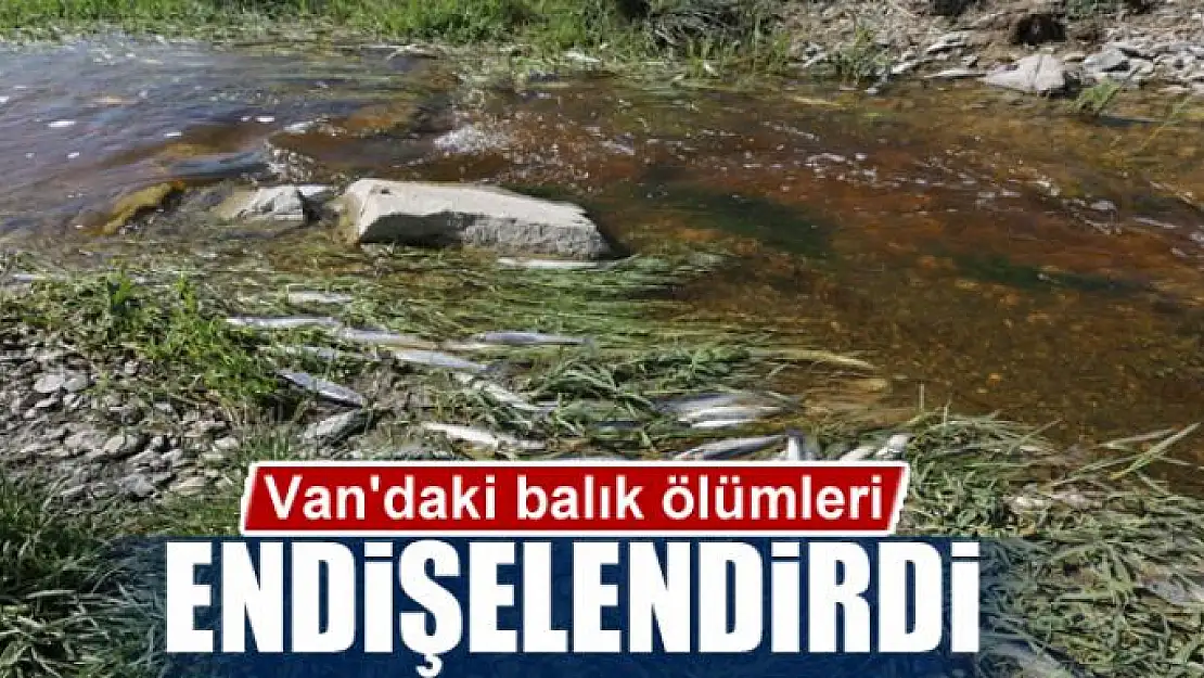 Van'daki balık ölümleri endişelendirdi