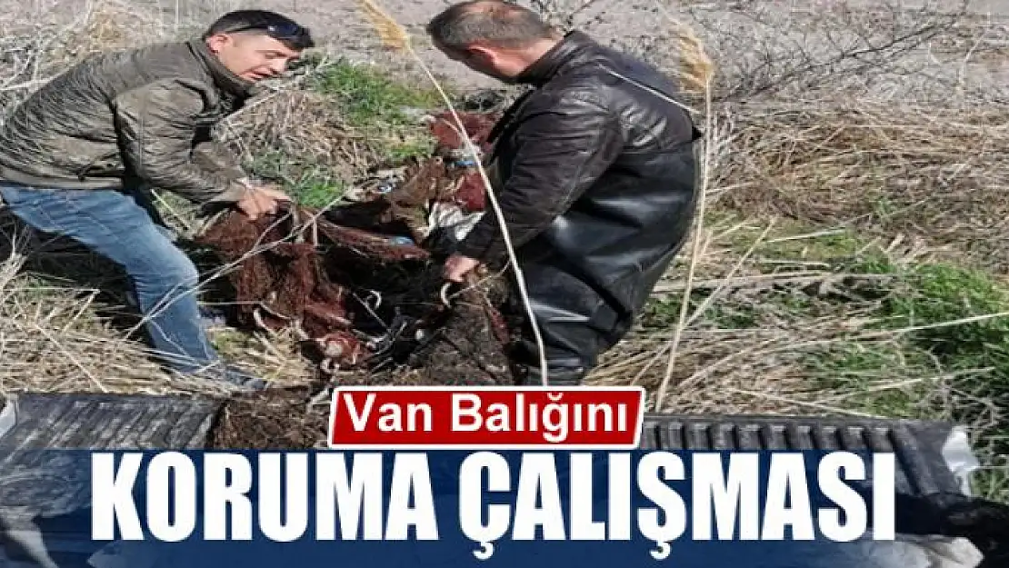 Van Balığını koruma çalışması