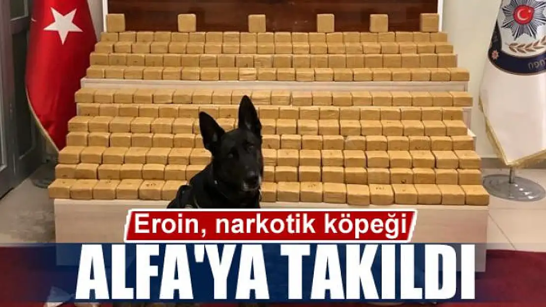 Pul biber ile kamufle edilen eroin, narkotik köpeği Alfa'ya takıldı