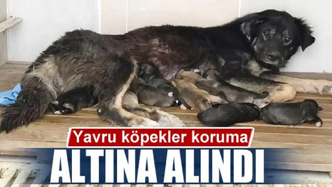 Yavru köpekler koruma altına alındı