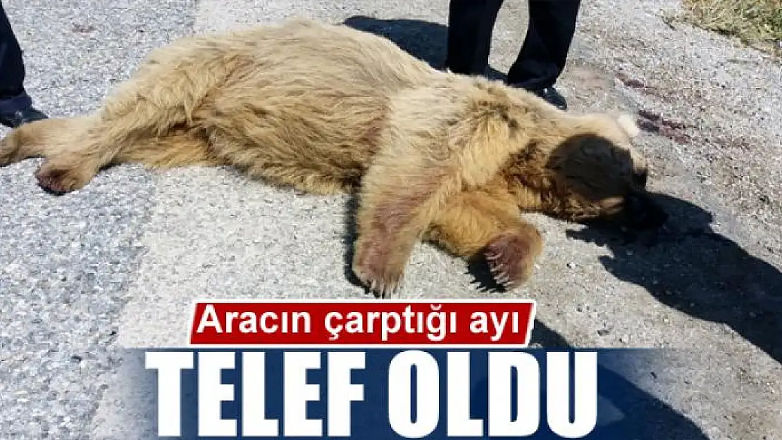 Aracın çarptığı ayı telef oldu