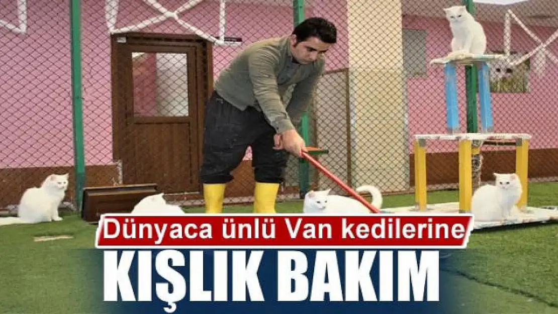 Dünyaca ünlü Van kedilerine kışlık bakım