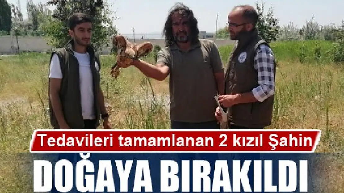 Tedavileri tamamlanan 2 kızıl Şahin doğaya bırakıldı