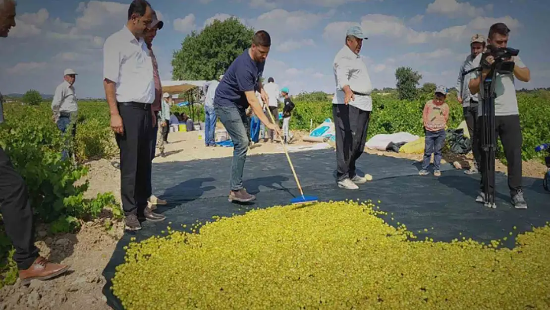 Peygamber üzümünün kurutulma yolculuğu başladı