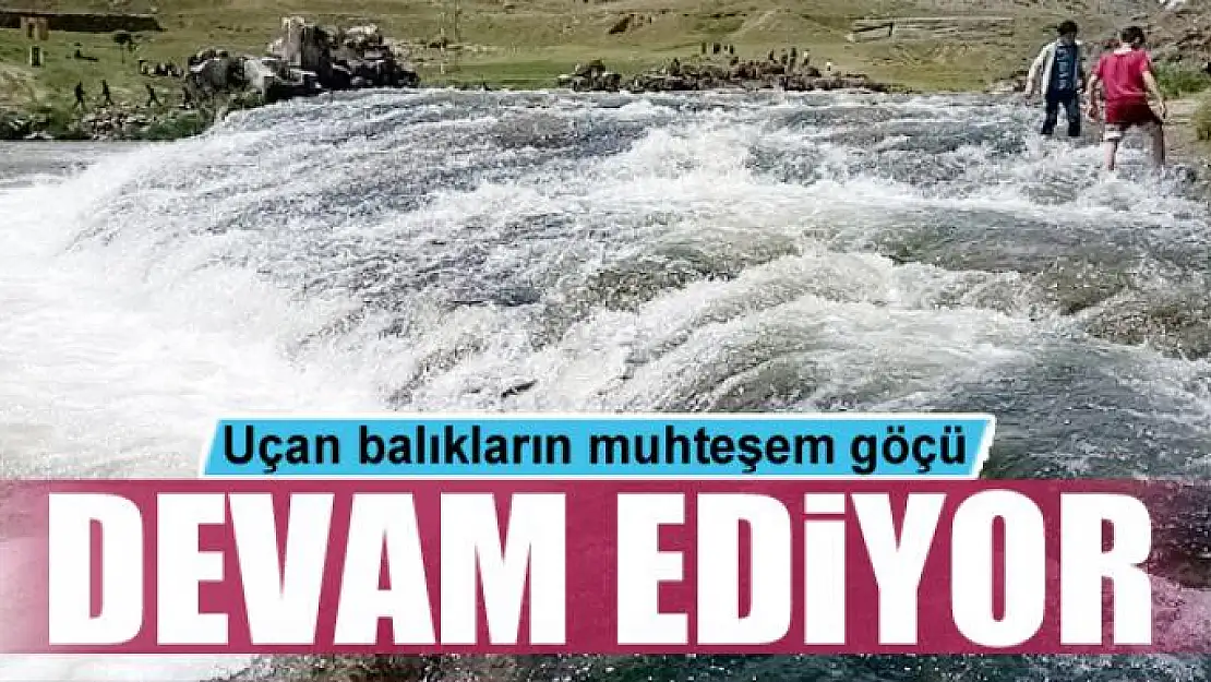 Uçan balıkların muhteşem göçü devam ediyor