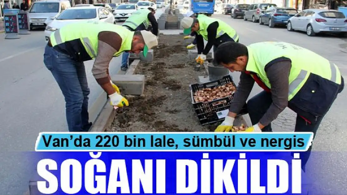 Van'da 220 bin lale, sümbül ve nergis soğanı dikildi