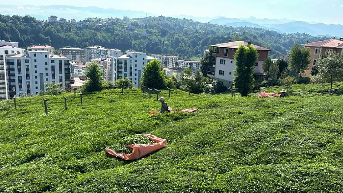 Rize'de çay üreticileri 3. sürgün hasadı için çay bahçelerine girmeye başladı