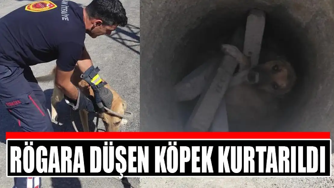 Rögara düşen köpek kurtarıldı