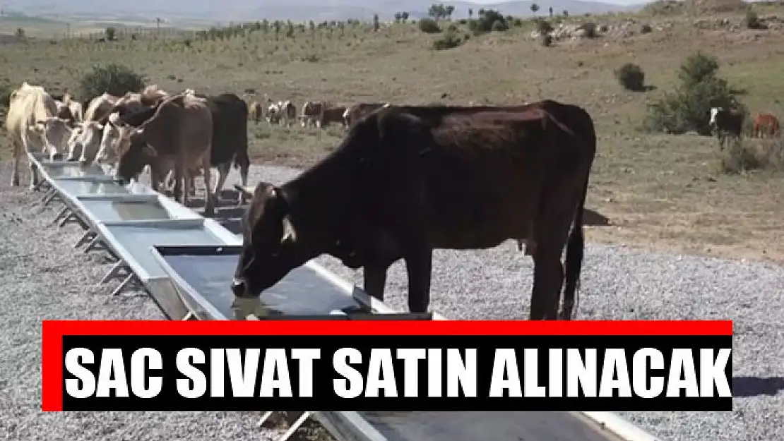 Sac sıvat satın alınacak