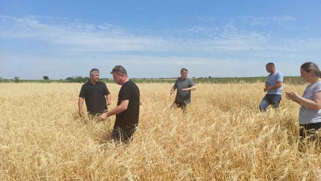 Sağanak yağış ve dolu tarım arazilerine zarar verdi