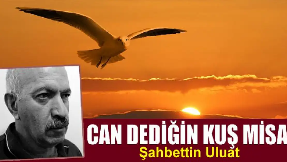 Can dediğin kuş misali...