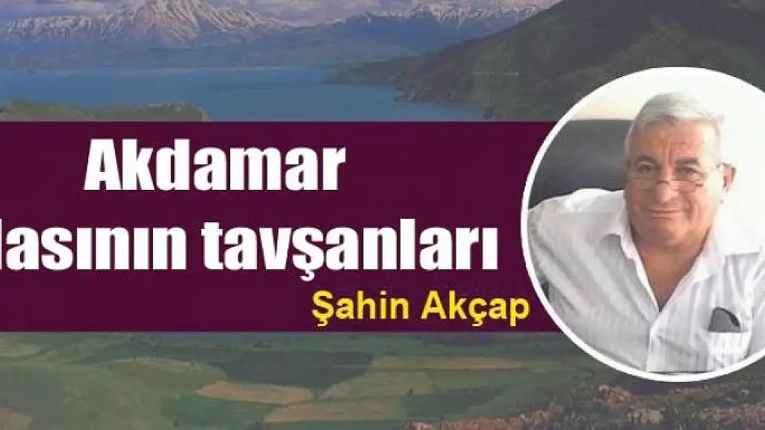 Akdamar  Adasının tavşanları    