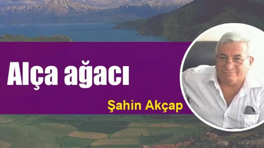 Alça ağacı