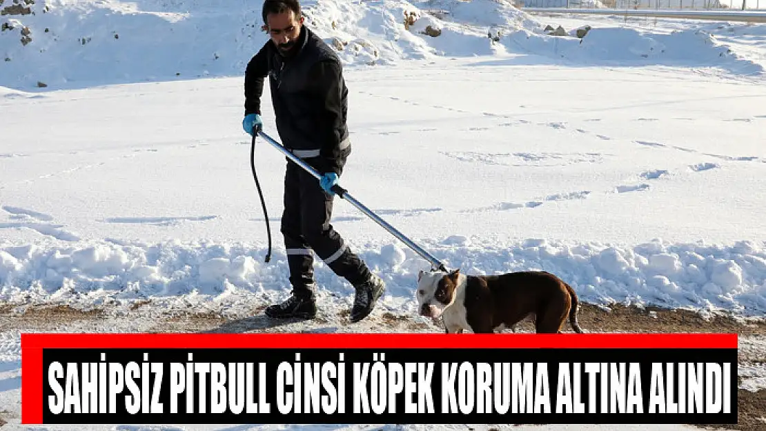 SAHİPSİZ PİTBULL CİNSİ KÖPEK KORUMA ALTINA ALINDI