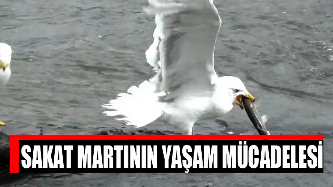 Sakat martının yaşam mücadelesi