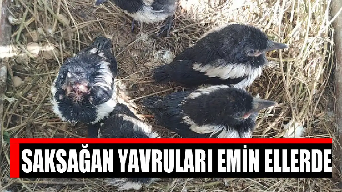 Saksağan yavruları emin ellerde