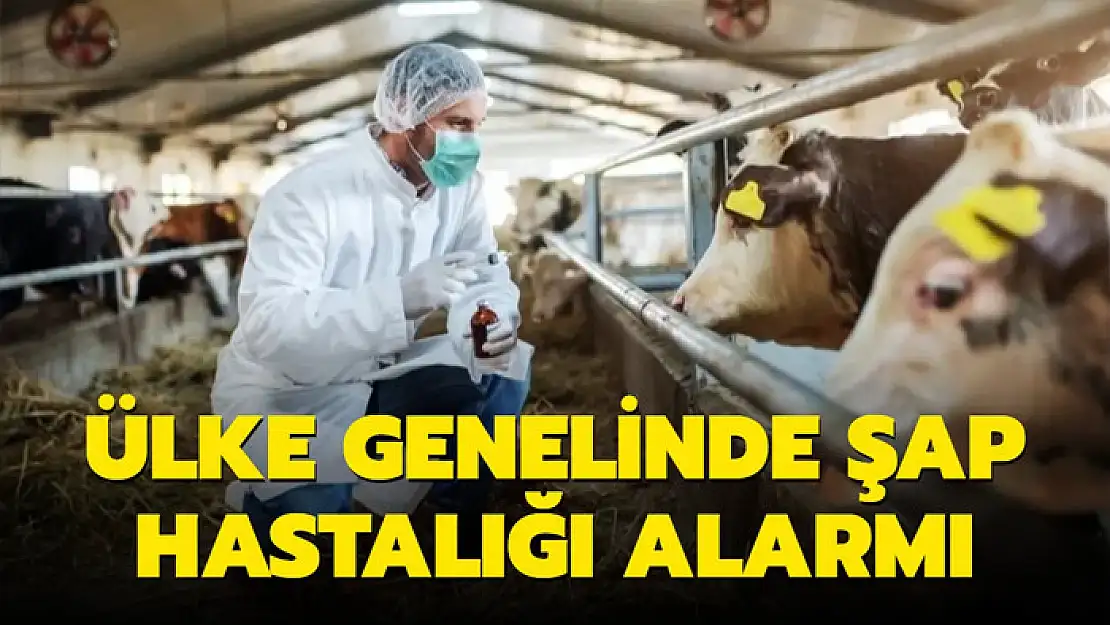 Şap hastalığı nedeniyle ülke genelinde tedbir alındı