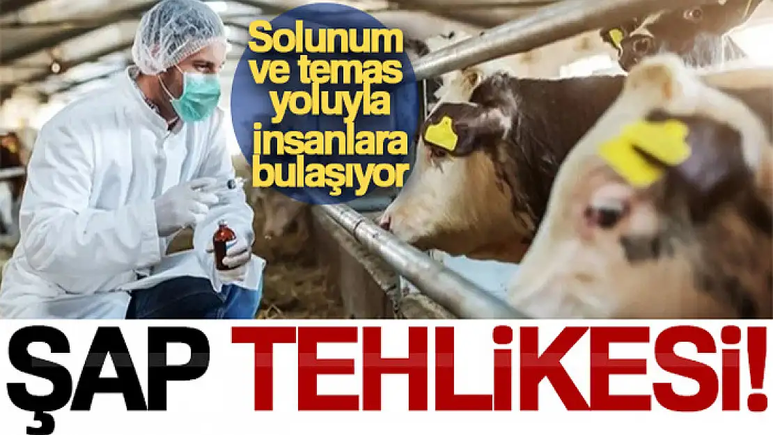 Şap hastalığı, solunum ve temas yoluyla insanlara bulaşıyor