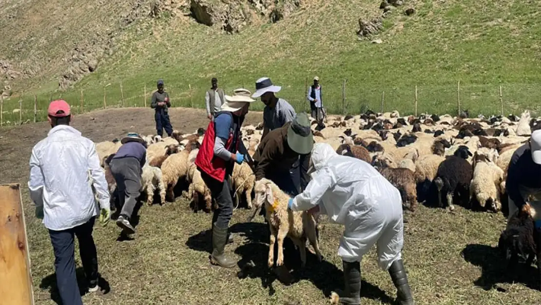 Şap hastalığına karşı aşılama çalışması