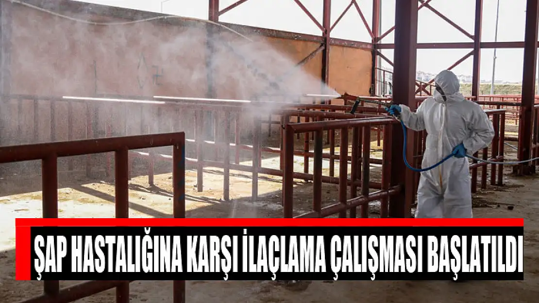 Şap hastalığına karşı ilaçlama çalışması başlatıldı