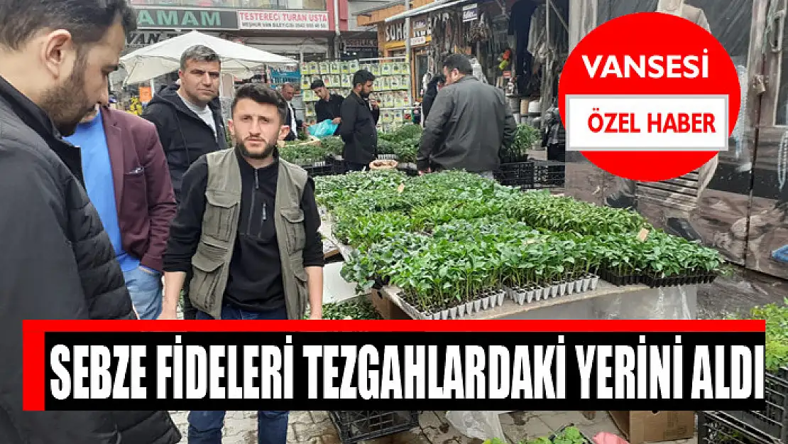 Sebze fideleri tezgahlardaki yerini aldı