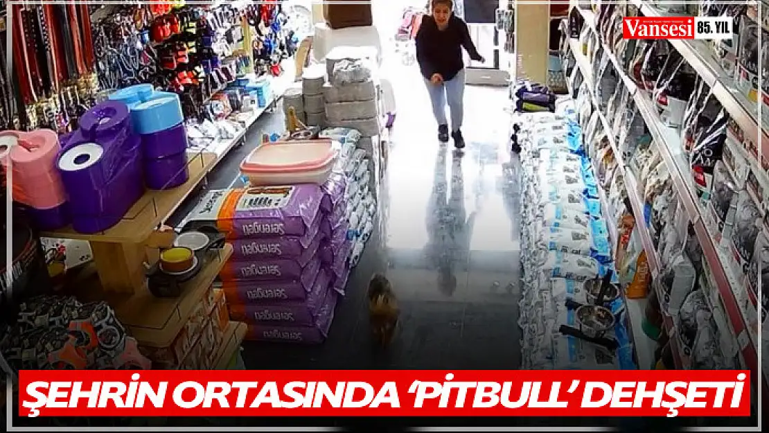 Şehrin ortasında 'Pitbull' vahşeti