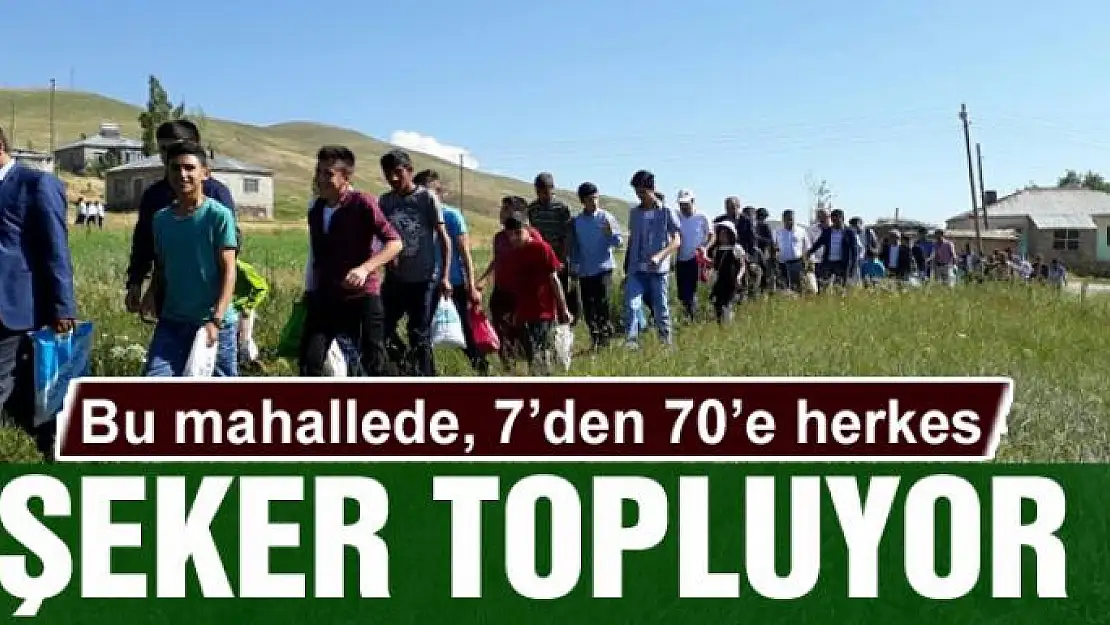 Bu mahallede, 7'den 70'e herkes şeker topluyor 