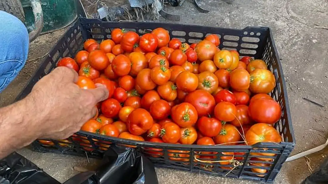 Seralarda üretilen ürünler ihtiyaç sahiplerine dağıtıldı