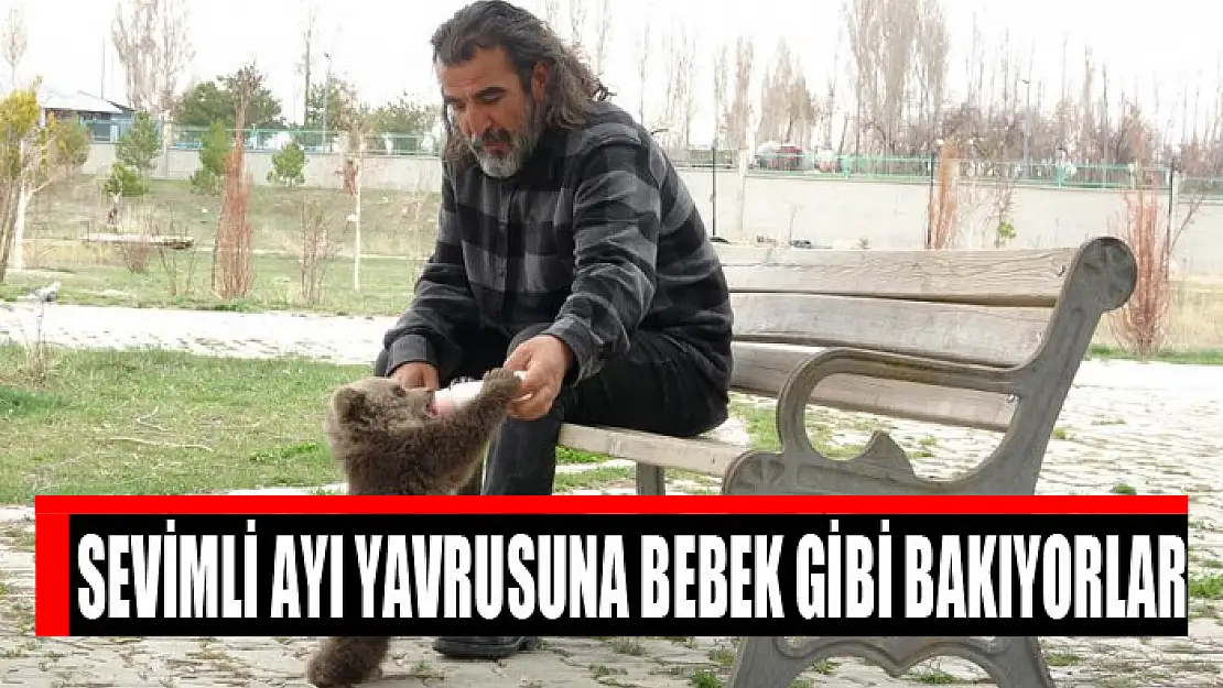 Sevimli ayı yavrusuna bebek gibi bakıyorlar