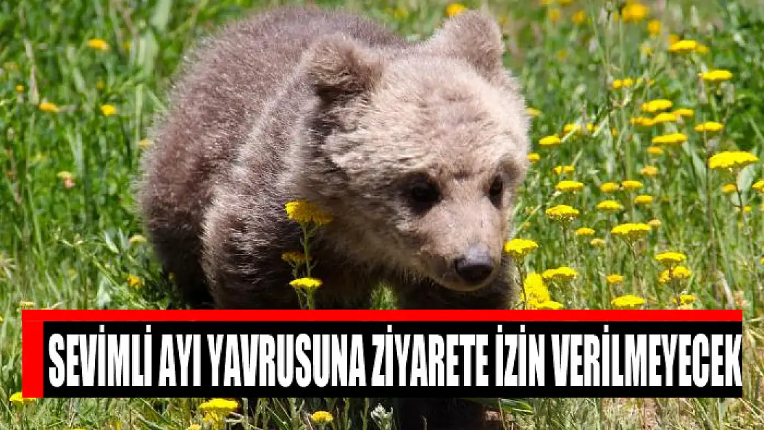 Sevimli ayı yavrusuna ziyarete izin verilmeyecek