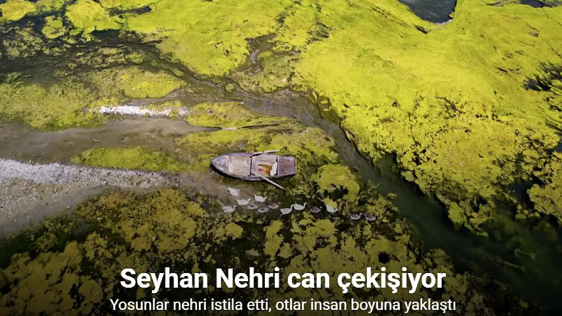 Seyhan Nehri can çekişiyor!